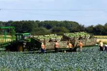 Migrant workers picking broccoli 