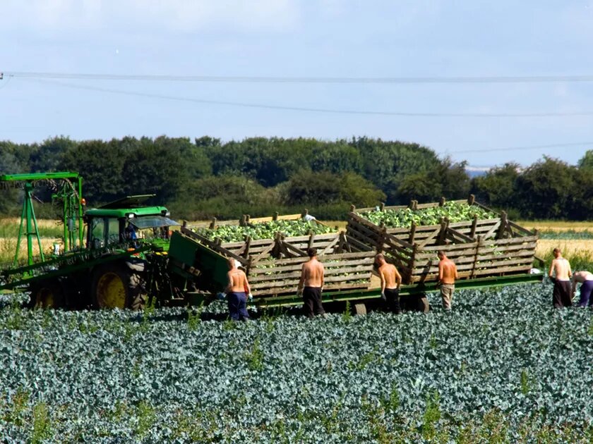 Migrant workers picking broccoli 