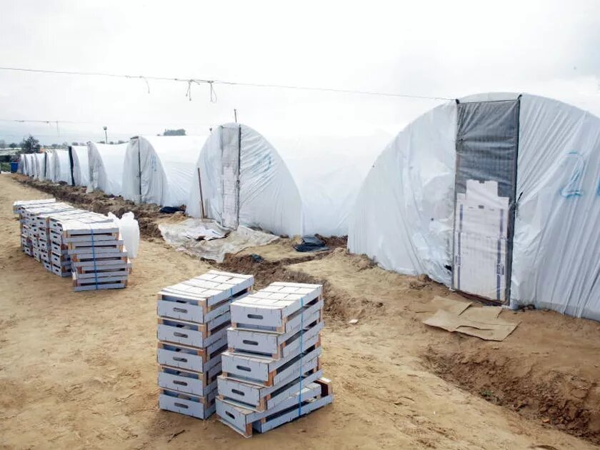 Live shacks of strawberry pickers in the Greek province of Ilia. Most of the pickers receive wages well below the national average