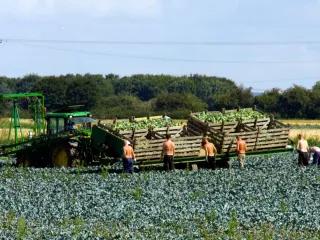Migrant workers picking broccoli 
