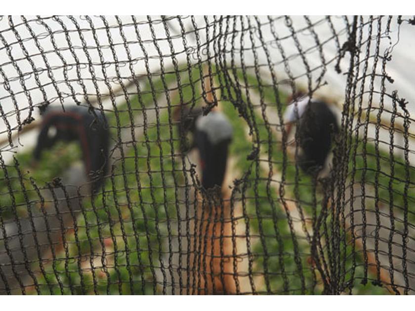 Workers on a strawberry field Workers on a strawberry field
